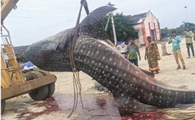 Andhra fishermen catch giant fish