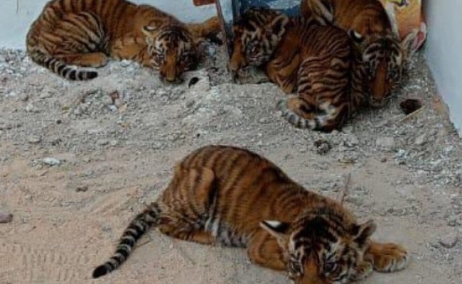 Four tiger cubs found near Andhra village