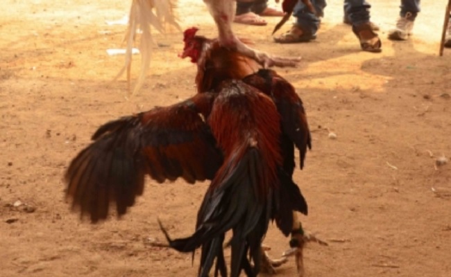 Cockfighting: Crime Under YSRCP, Culture Under TDP