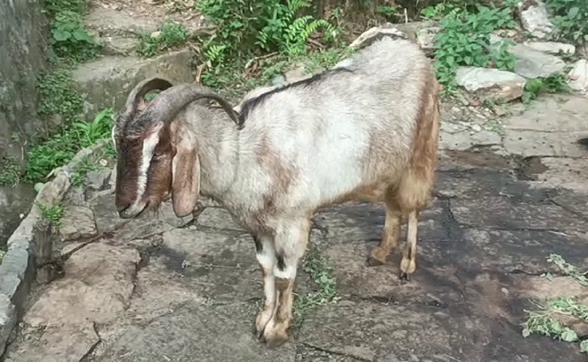 Bizarre: Thieves come in luxury car to steal a goat