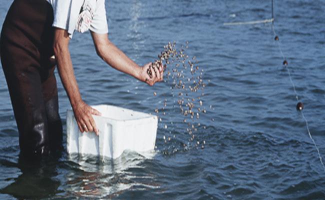 Covid ravages aquaculture farmers in Godavari region